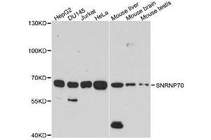 Western blot analysis of extracts of various cell lines, using SNRNP70 antibody.