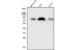 Western blot analysis of CD55 using anti-CD55 antibody (ABIN3043393). (CD55 anticorps  (AA 35-347))