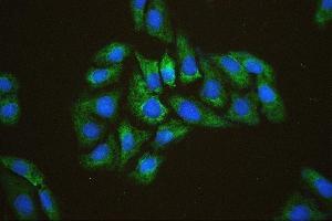 IF analysis of EIF4A using anti-EIF4A antibody (ABIN7601309). (EIF4A1 anticorps  (AA 32-406))