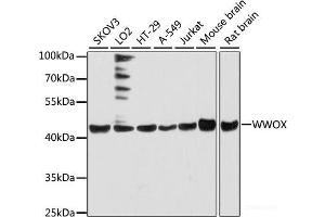 Western blot analysis of extracts of various cell lines using WWOX Polyclonal Antibody at dilution of 1:3000. (WWOX anticorps)