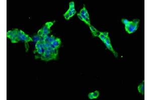 Immunofluorescence staining of 293 cells with ABIN7165907 at 1:66, counter-stained with DAPI.