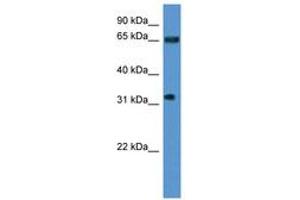 Image no. 1 for anti-Serine/arginine Repetitive Matrix 4 (SRRM4) (AA 270-319) antibody (ABIN6746818) (SRRM4 anticorps  (AA 270-319))