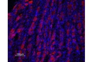 Expression of Prokineticin receptor 2 in rat DRG - Immunohistochemical staining of rat dorsal root ganglion (DRG) frozen sections using Anti-Prokineticin Receptor 2 (extracellular) Antibody (ABIN7043561 and ABIN7045111), (1:100), followed by goat anti-rabbit-AlexaFluor-594 secondary antibody (red).