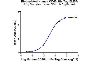 Immobilized Biotinylated Human CD40, His Tag at 1 μg/mL (100 μL/Well) on the plate.