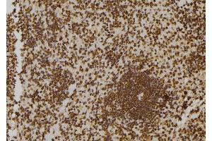 ABIN6273546 at 1/100 staining Rat spleen tissue by IHC-P. (ZNF497 anticorps)