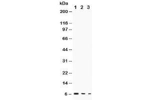 Western blot testing of TGF alpha antibody and Lane 1:  recombinant human protein 10ng