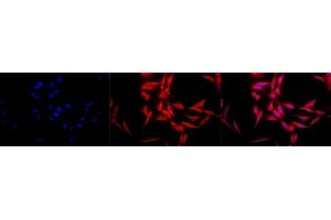 Immunocytochemistry/Immunofluorescence analysis using Rabbit Anti-Hsp70 Polyclonal Antibody (ABIN361820 and ABIN361821). (HSP70 anticorps)