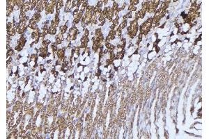 ABIN6277532 at 1/100 staining Human gastric tissue by IHC-P. (HADHA anticorps  (C-Term))