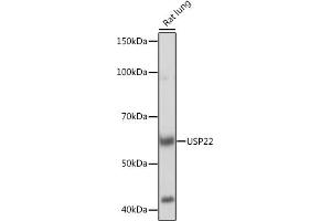 Western blot analysis of extracts of Rat lung, using USP22 Rabbit mAb (ABIN7271150) at 1:1000 dilution. (USP22 anticorps)
