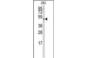 Western blot analysis of anti-SSB Antibody in 293 cell line lysates (35ug/lane) (SSB anticorps  (N-Term))