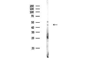 Western blot analysis of lysates from Rat liver, using KCNK9 Antibody at 1/1000 dilution.