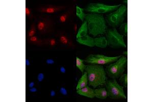 ABIN6265557 and ABIN6278407 staining  cells by IF/ICC. (THOC1 anticorps  (C-Term))
