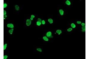 Immunofluorescence (IF) image for anti-Homeobox C11 (HOXC11) antibody (ABIN1498708) (HOXC11 anticorps)