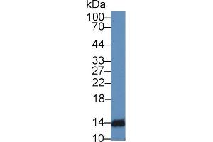 Western Blot; Sample: Mouse Lymphocyte lysate; Primary Ab: 2µg/mL Rabbit Anti-Human IFNa4 Antibody Second Ab: 0. (IFNA4 anticorps  (AA 10-163))