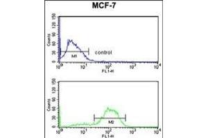 DAGLB Antibody (Center) (ABIN653271 and ABIN2842788) flow cytometry analysis of MCF-7 cells (bottom histogram) compared to a negative control cell (top histogram).