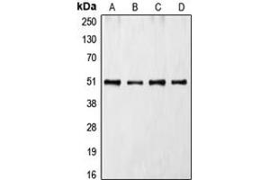 Western blot analysis of CDC37 expression in Jurkat (A), K562 (B), HL60 (C), NIH3T3 (D) whole cell lysates. (CDC37 anticorps  (Center))