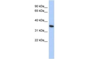 Western Blotting (WB) image for anti-MAX Interactor 1 (MXI1) antibody (ABIN2463882) (MXI1 anticorps)