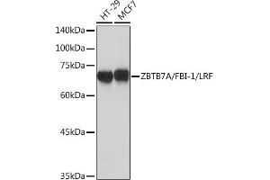 Western blot analysis of extracts of various cell lines, using ZBTB7A/FBI-1/LRF Rabbit mAb (ABIN7271439) at 1:1000 dilution. (ZBTB7A anticorps)