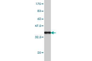 Western Blot detection against Immunogen (36.