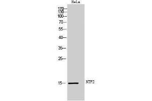 Western Blotting (WB) image for anti-Nuclear Transport Factor 2 (NUTF2) (Internal Region) antibody (ABIN3185968) (NUTF2 anticorps  (Internal Region))
