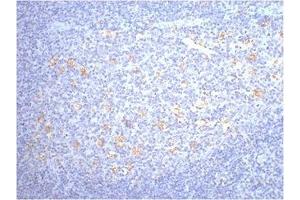 IHC staining of human tonsil tissue, diluted at 1:200. (CD68 anticorps)