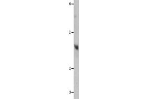 Western Blotting (WB) image for anti-Growth Factor, Augmenter of Liver Regeneration (GFER) antibody (ABIN2427732) (GFER anticorps)