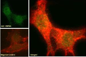 ABIN6391399 Immunofluorescence analysis of paraformaldehyde fixed NIH3T3 cells, permeabilized with 0. (HNF4A anticorps  (Internal Region))