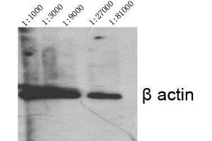 Western Blot (WB) analysis of specific cells using Actin beta Polyclonal Antibody. (beta Actin anticorps  (N-Term))