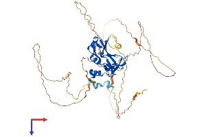 AlphaFold protein structure predicition of Mouse Recombinant Tbx22 Protein, UniprotID Q8K402