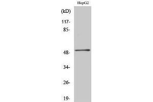 Western Blotting (WB) image for anti-HNF4 alpha/gamma (Internal Region) antibody (ABIN3175518) (HNF4 alpha/gamma anticorps  (Internal Region))