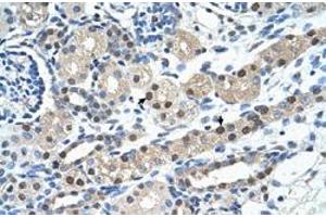 Immunohistochemical staining (Formalin-fixed paraffin-embedded sections) of human kidney with IGSF1 polyclonal antibody  at 4-8 ug/mL working concentration. (IGSF1 anticorps  (N-Term))