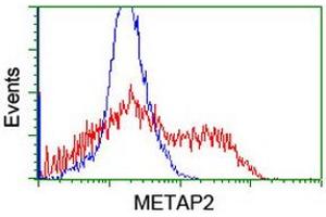 Image no. 5 for anti-Methionyl Aminopeptidase 2 (METAP2) (AA 2-212) antibody (ABIN1491153) (METAP2 anticorps  (AA 2-212))