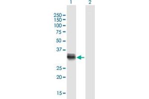 Western Blot analysis of SCML1 expression in transfected 293T cell line by SCML1 MaxPab polyclonal antibody.