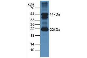 Western blot analysis of Mouse Cerebellum Tissue. (FSHB anticorps  (AA 21-129))