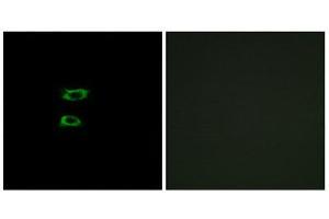 Immunofluorescence (IF) image for anti-Bone Morphogenetic Protein 8A (BMP8A) (C-Term) antibody (ABIN1850928) (BMP8A anticorps  (C-Term))