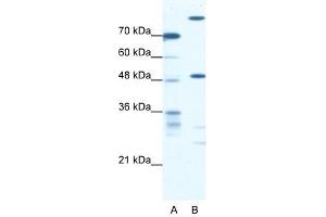 NFS1 antibody used at 0. (NFS1 anticorps)