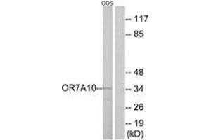Western blot analysis of extracts from COS7 cells, using OR7A10 Antibody. (OR7A10 anticorps  (AA 260-309))