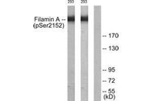 Western blot analysis of extracts from 293 cells treated with EGF 200ng/ml 5', using Filamin A (Phospho-Ser2152) Antibody. (Filamin A anticorps  (pSer2152))