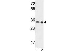 LDHA antibody western blot analysis in 1) Ramos and 2) A375 lysate.