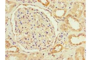 Immunohistochemistry of paraffin-embedded human kidney tissue using ABIN7166759 at dilution of 1:100 (FBXO11 anticorps  (AA 181-453))