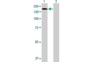 Western Blot analysis of MAN2B2 expression in transfected 293T cell line by MAN2B2 MaxPab polyclonal antibody. (MAN2B2 anticorps  (AA 1-1009))