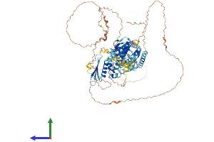 AlphaFold protein structure predicition of Human Recombinant DGCR8 Protein, UniprotID Q8WYQ5
