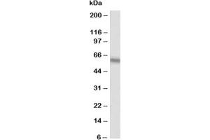Western blot testing of Alkaline Phosphatase antibody at 0. (Alkaline Phosphatase anticorps  (AA 21-35))