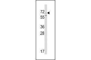 Western blot analysis of hromogranin-C Antibody (Center) (ABIN390767 and ABIN2841025) in Ramos cell line lysates (35 μg/lane). (SCG2 anticorps  (AA 246-274))