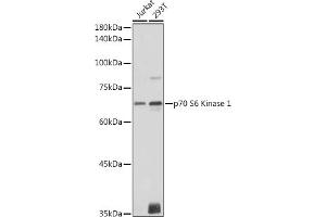 Western blot analysis of extracts of various cell lines, using p70 S6 Kinase 1 1 antibody (ABIN7270029) at 1:1000 dilution. (RPS6KB1 anticorps  (AA 361-525))