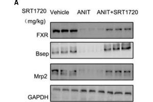 SRT1720 restored the protein expressions of FXR, Bsep, and Mrp2 in mice total livers. (NR1H4 anticorps  (AA 175-280))