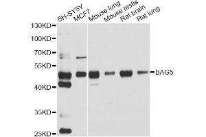 Western blot analysis of extracts of various cell lines, using BAG5 antibody. (BAG5 anticorps  (AA 198-447))