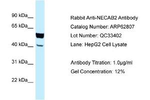 Western Blotting (WB) image for anti-N-terminal EF-Hand Calcium Binding Protein 2 (NECAB2) (C-Term) antibody (ABIN2789251) (NECAB2 anticorps  (C-Term))