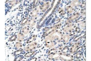Image no. 1 for anti-Msh Momeobox 2 (Msx2) (N-Term) antibody (ABIN202139)
