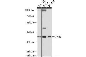 Western blot analysis of extracts of various cell lines using GNB1 Polyclonal Antibody at dilution of 1:1000. (GNB1 anticorps)